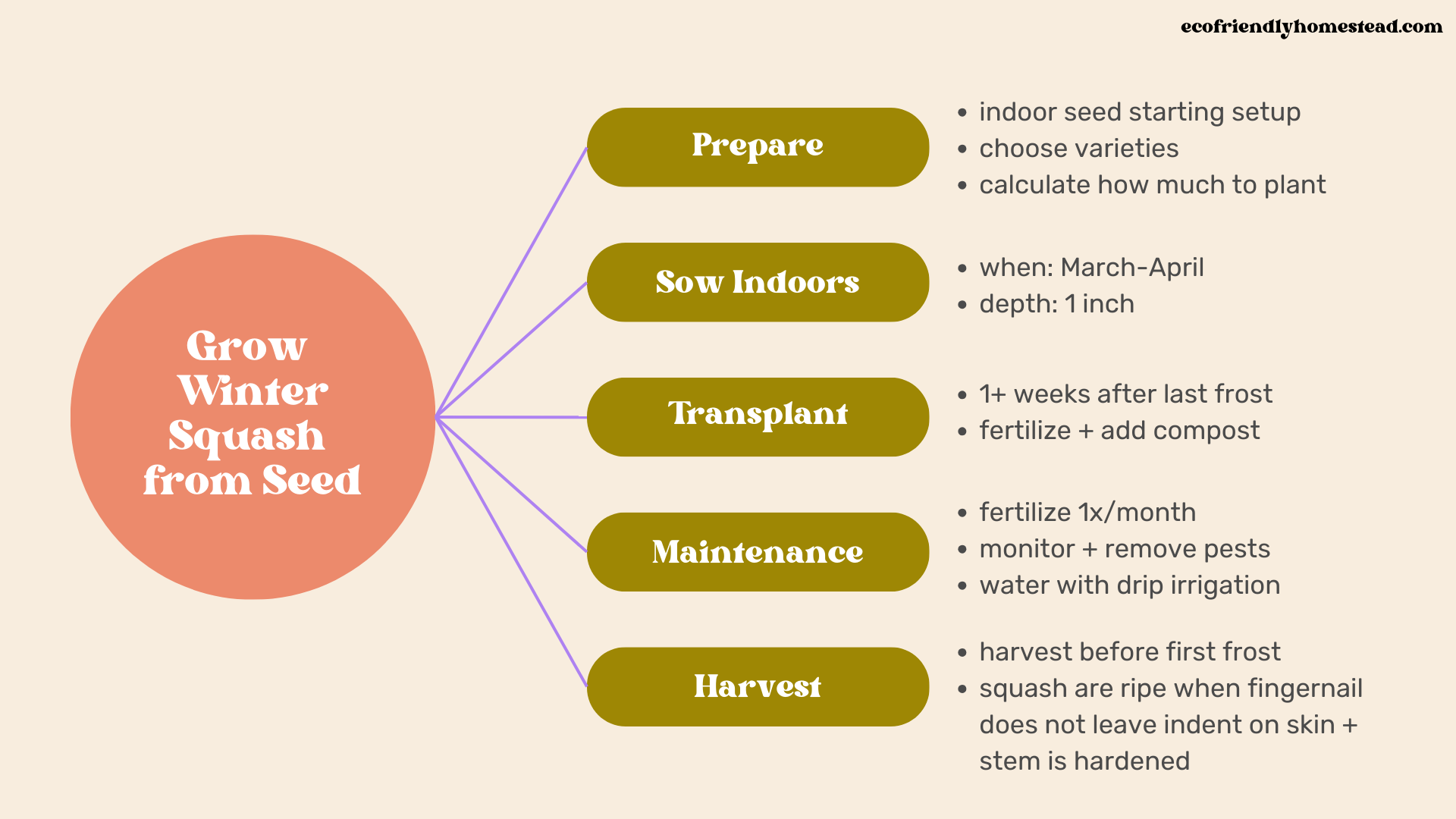 Winter Squash Growing Guide (regenerative tips)